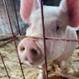 Meet your Posher, Bella